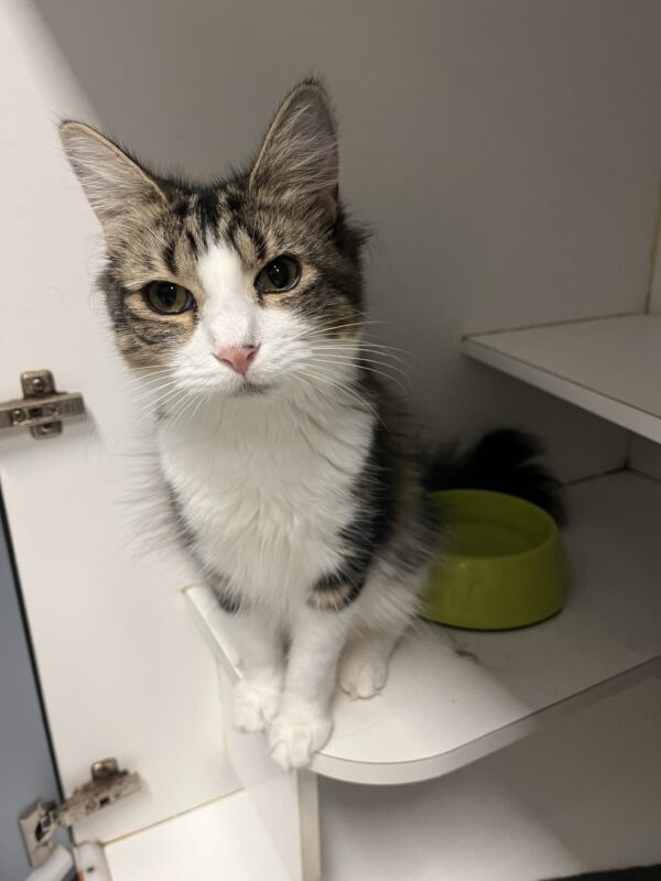 Jack and Luna - loving kittens - Image 3