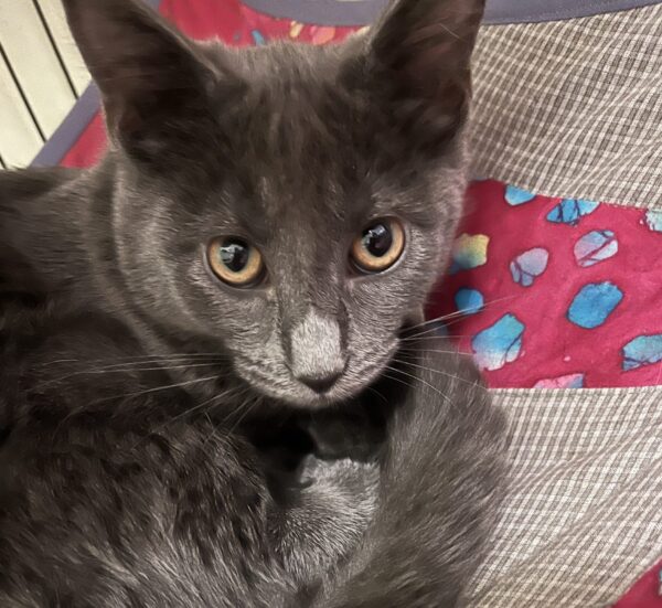 Gemma - gorgeous grey kitten - Image 3