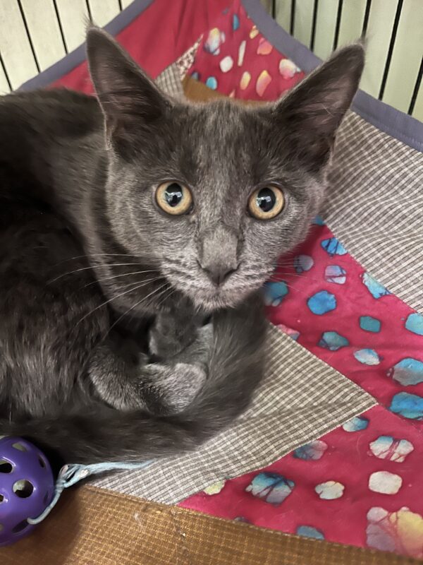 Gemma - gorgeous grey kitten - Image 2