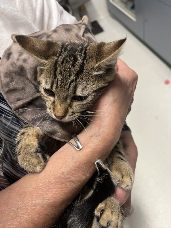 Rainy - adorable affectionate young kitten - Image 3