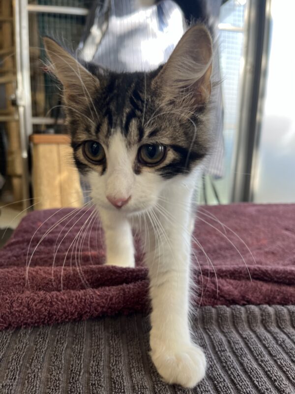 Micky - super affectionate young kitten - Image 3