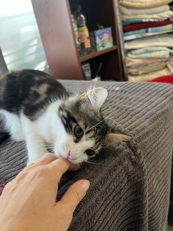 Micky - super affectionate young kitten - Image 4