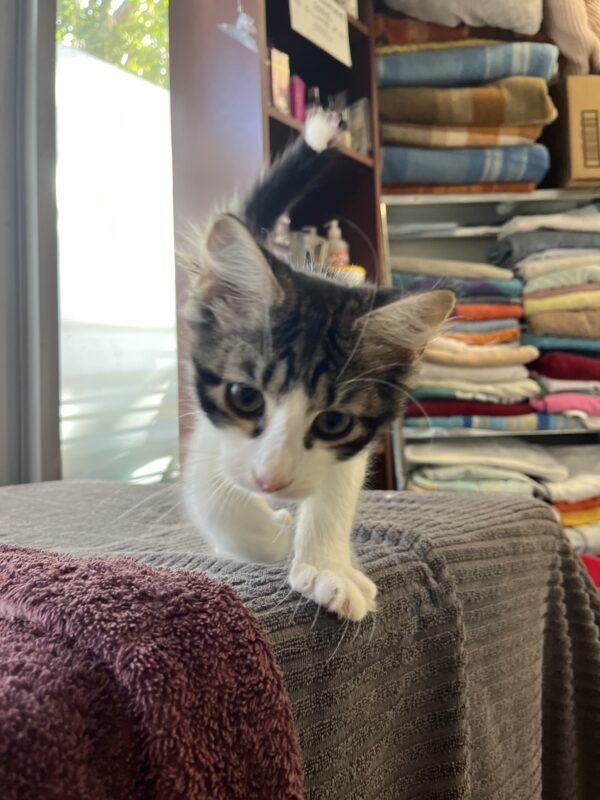 Micky - super affectionate young kitten - Image 5