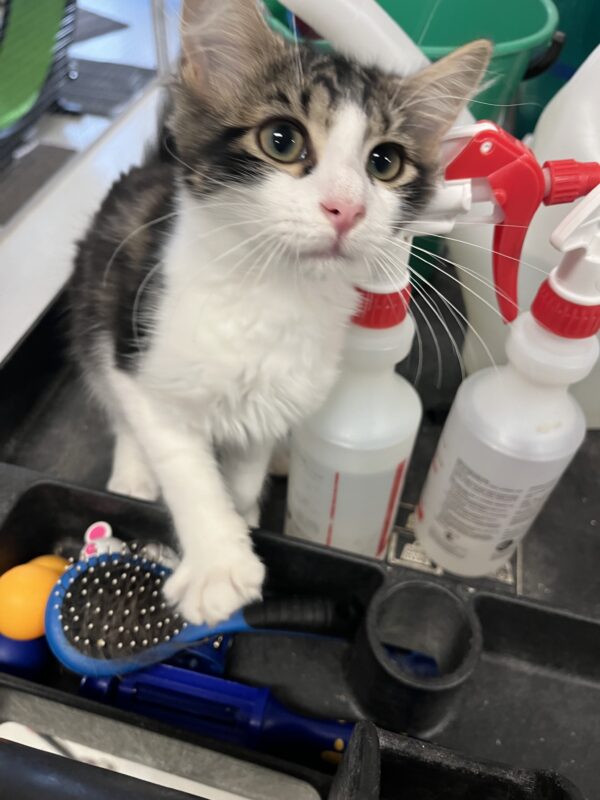 Micky - super affectionate young kitten - Image 2