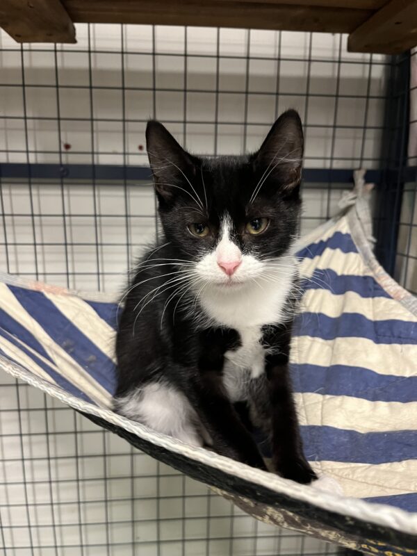 Henry - adorable affectionate young kitten - Image 3