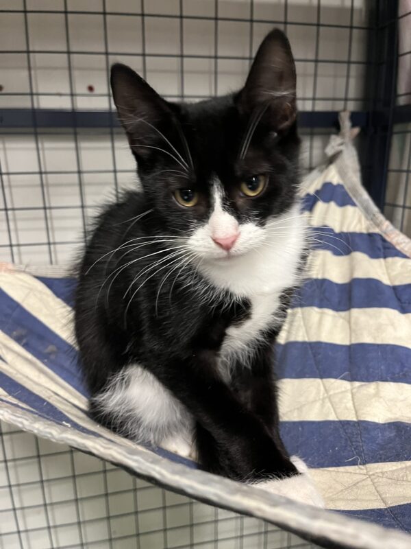 Henry - adorable affectionate young kitten - Image 4