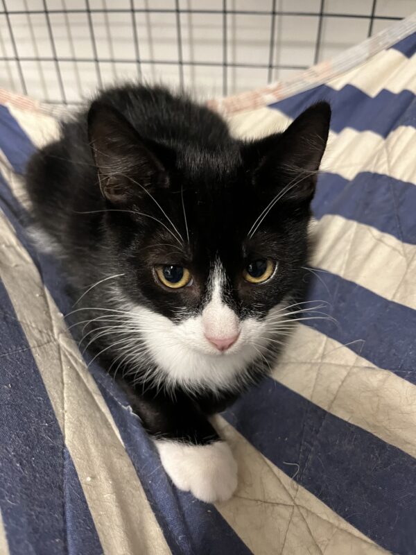 Henry - adorable affectionate young kitten - Image 2