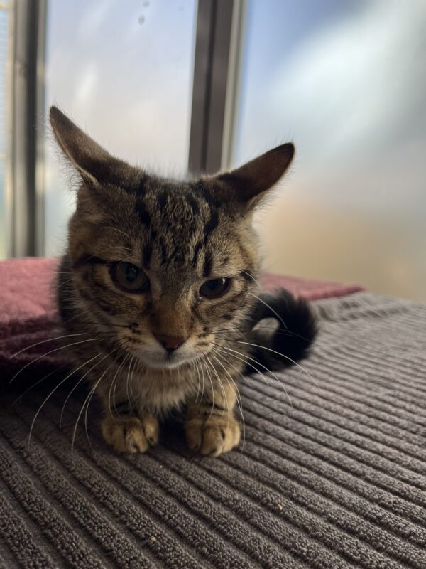 Rainy - adorable affectionate young kitten - Image 2