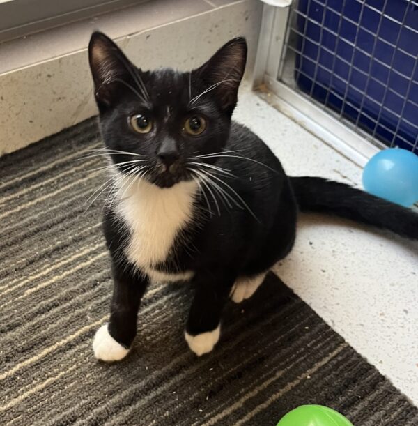 Dasher - affectionate female kitten