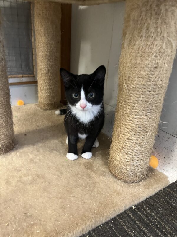 Rudolf - affectionate female kitten - Image 6