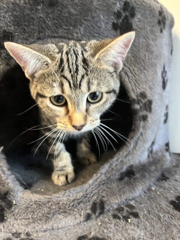 Prancer - affectionate female kitten - Image 8