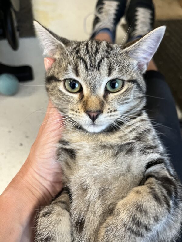 Prancer - affectionate female kitten - Image 7