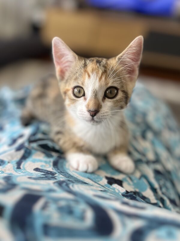 Angel - Faithful Little Companion - Image 7