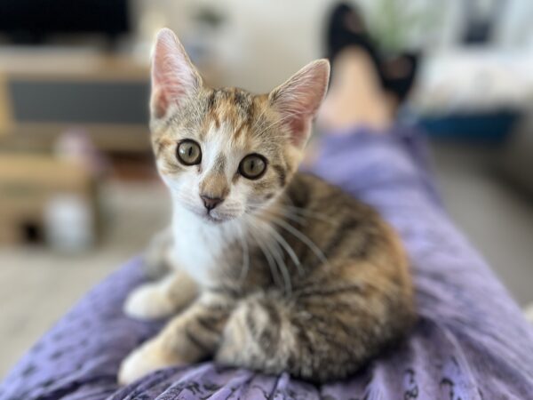 Angel - Faithful Little Companion - Image 4