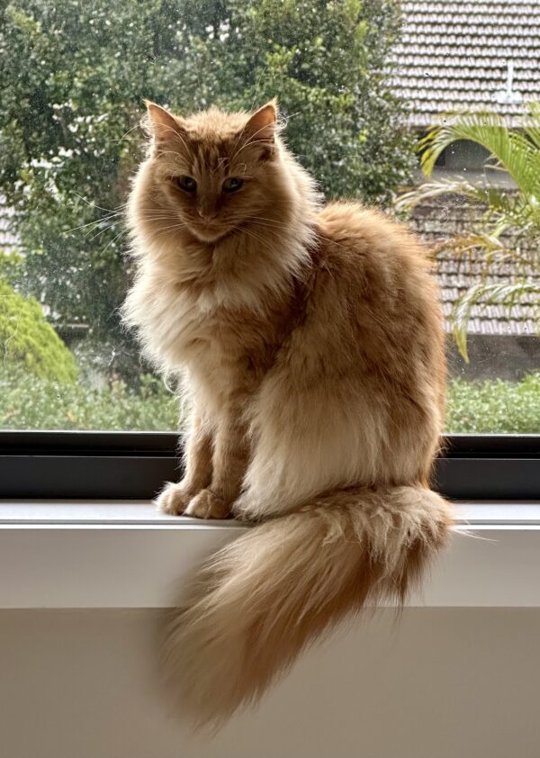 Nancy - stunning beauty who loves companionship