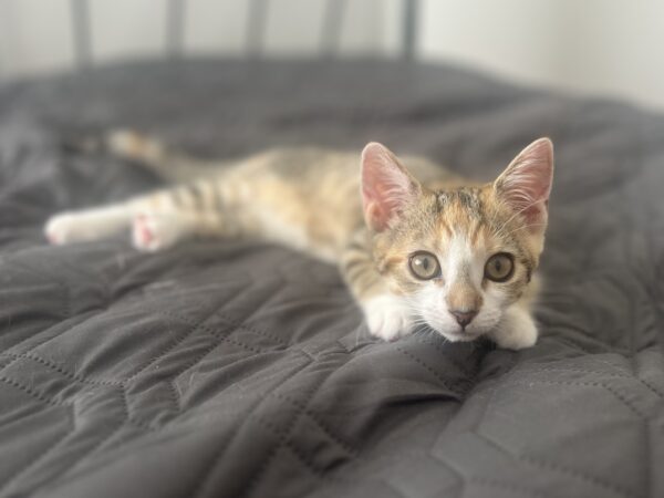 Angel - Faithful Little Companion - Image 2