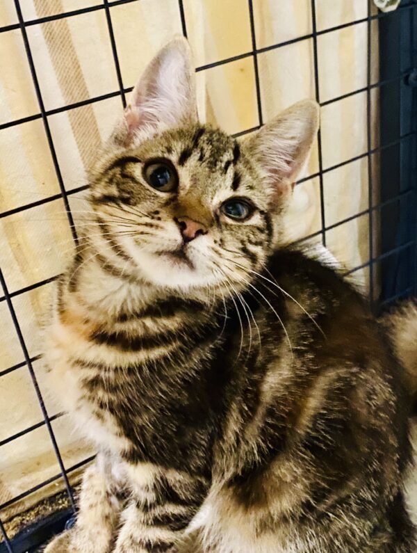 Rainy - adorable affectionate young kitten