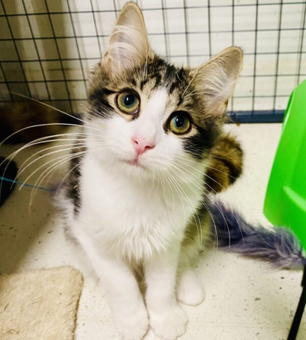 Micky - super affectionate young kitten