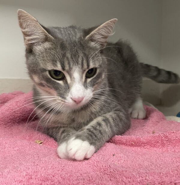 Joey - handsome kitten