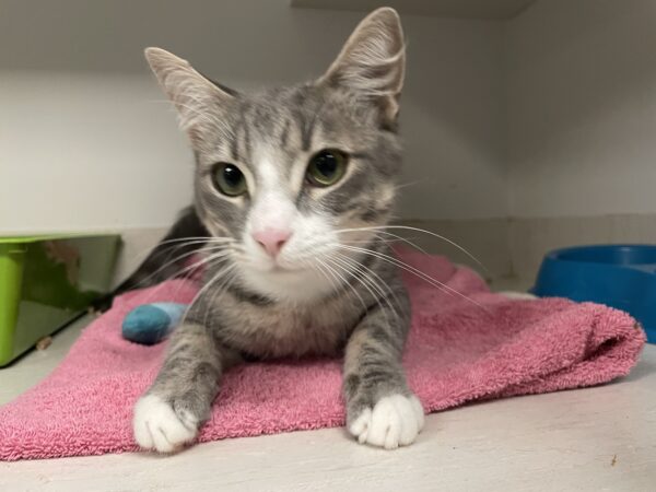 Joey - handsome kitten - Image 2