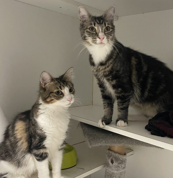 Jack and Luna - loving kittens