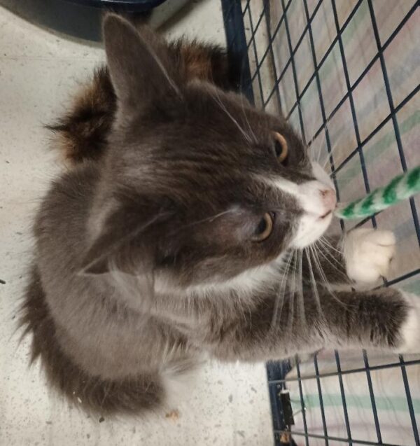 Martin - gorgeous kitten