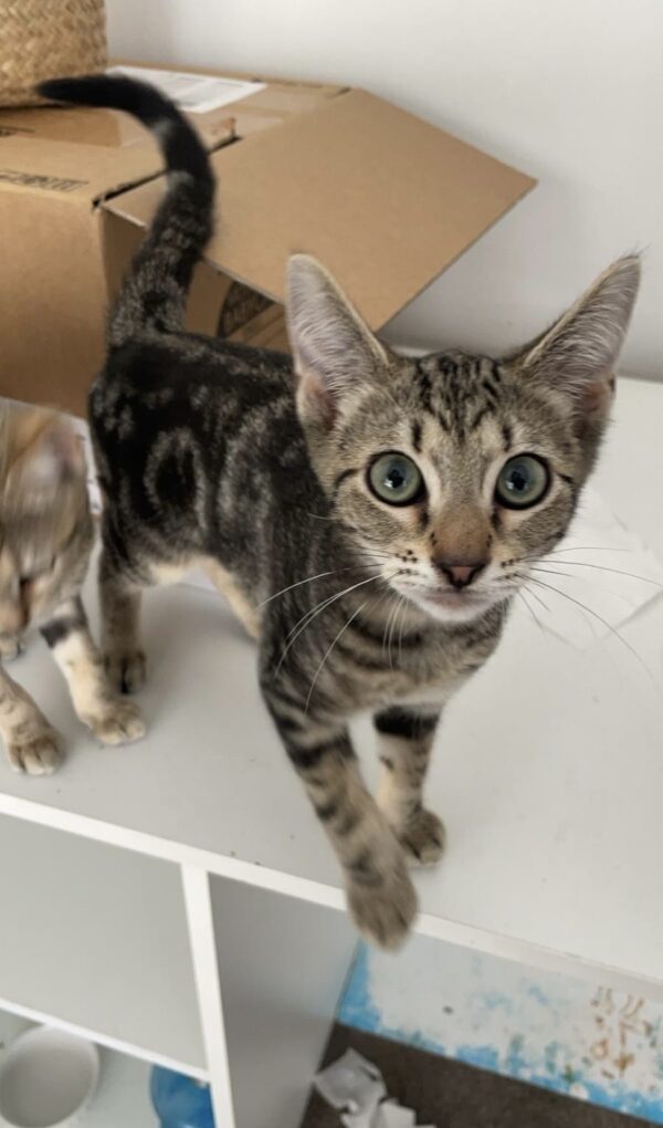 Teddy - Friendly And Playful Kitten - Image 3