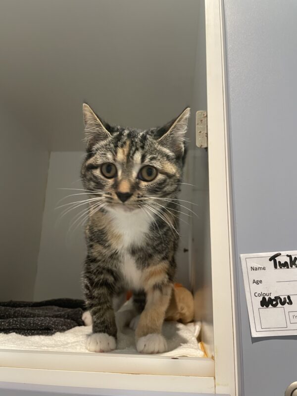 Tinkerbell - sweet, sweet baby - Image 4