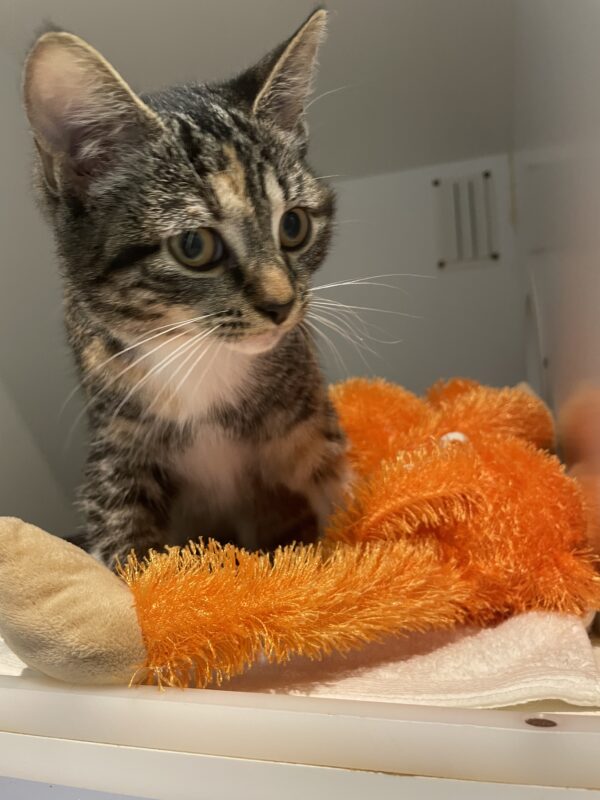 Tinkerbell - sweet, sweet baby - Image 5
