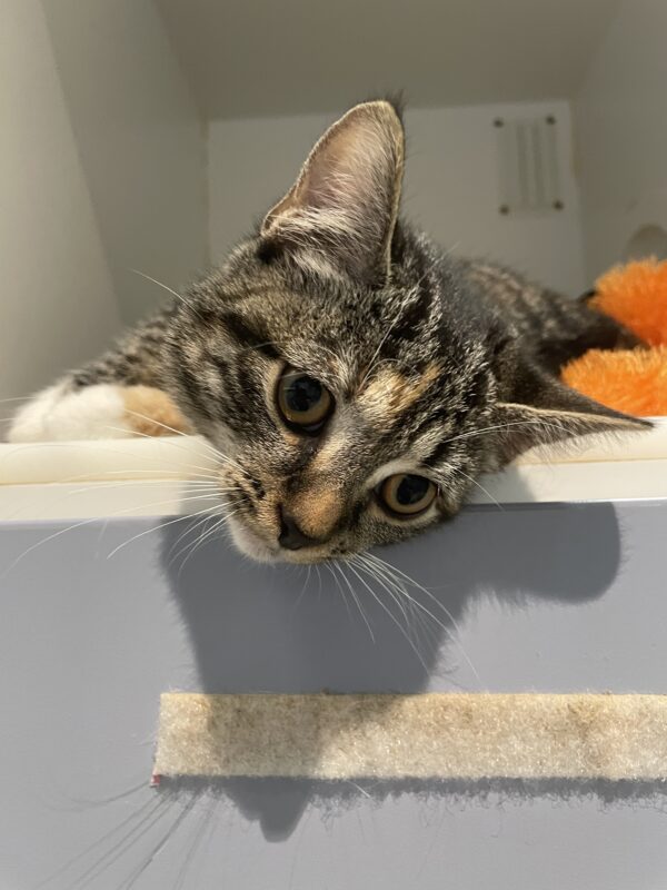 Tinkerbell - sweet, sweet baby - Image 6