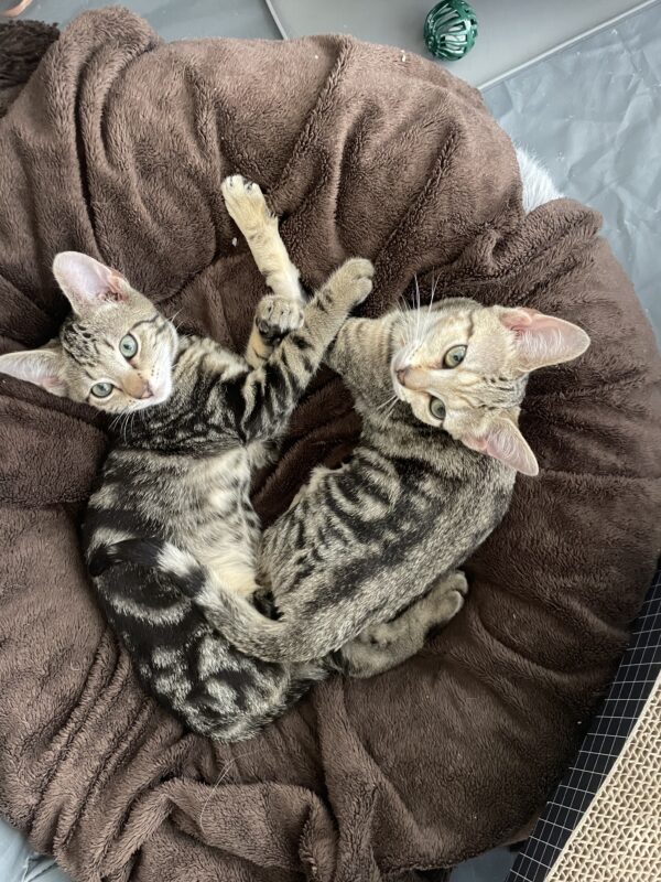 Talia - Friendly And Playful Kitten - Image 2