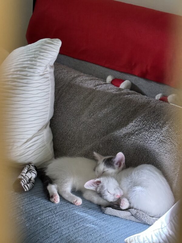 Penelope and Dot - Super Affectionate Bonded Kittens - Image 7
