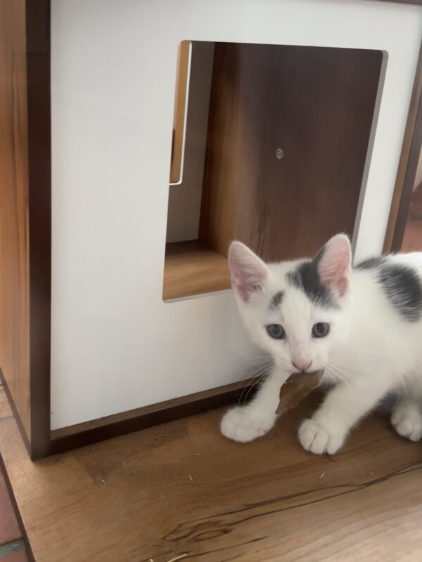 Penelope and Dot - Super Affectionate Bonded Kittens - Image 4
