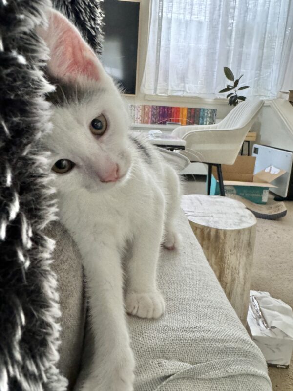 Penelope and Dot - Super Affectionate Bonded Kittens - Image 3