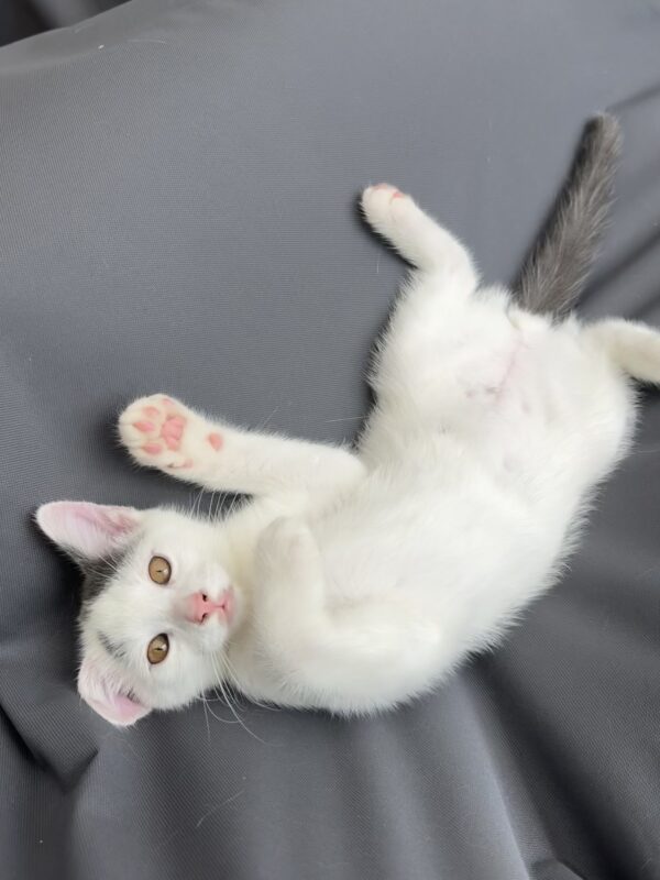 Penelope and Dot - Super Affectionate Bonded Kittens - Image 5