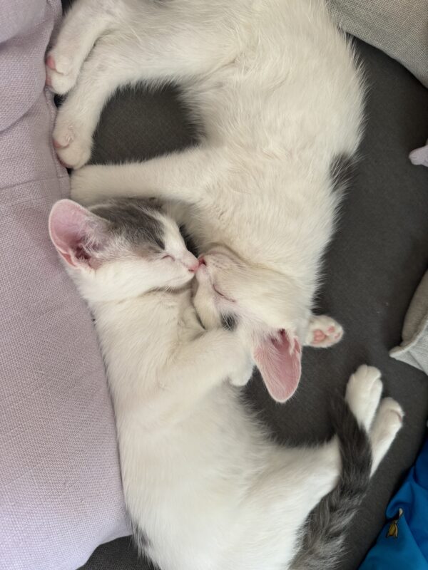 Penelope and Dot - Super Affectionate Bonded Kittens - Image 13