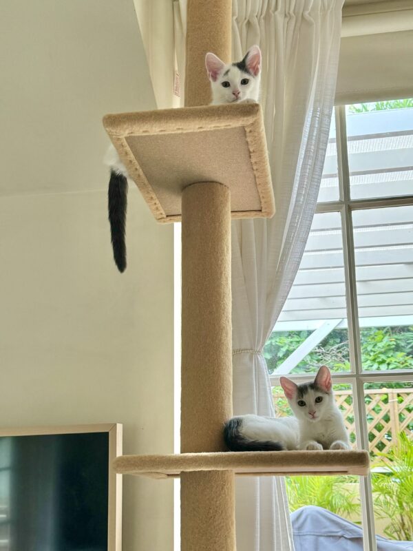 Penelope and Dot - Super Affectionate Bonded Kittens - Image 8