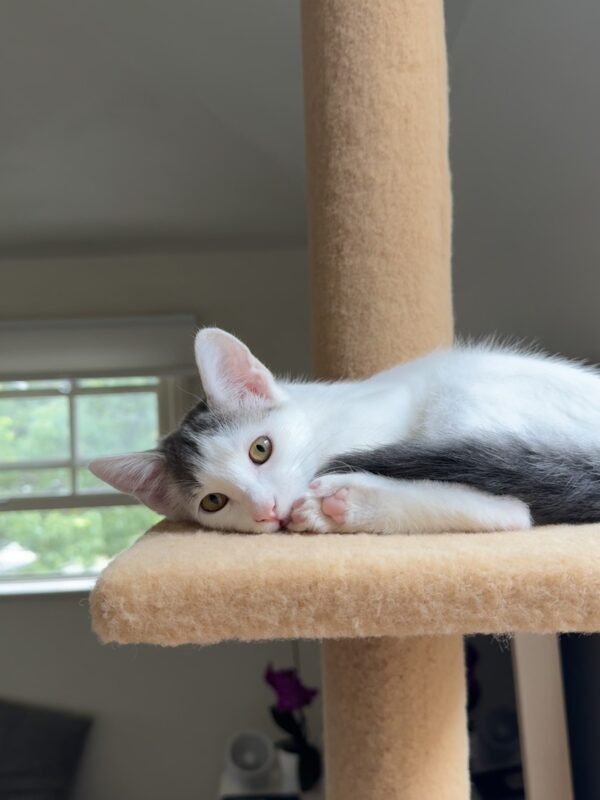 Penelope and Dot - Super Affectionate Bonded Kittens - Image 12