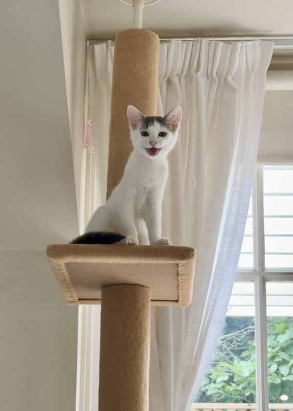 Penelope and Dot - Super Affectionate Bonded Kittens - Image 6