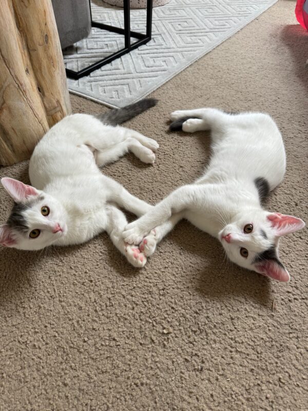 Penelope and Dot - Super Affectionate Bonded Kittens
