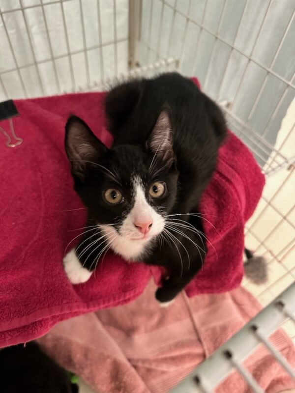 John - energetic kitten - Image 5