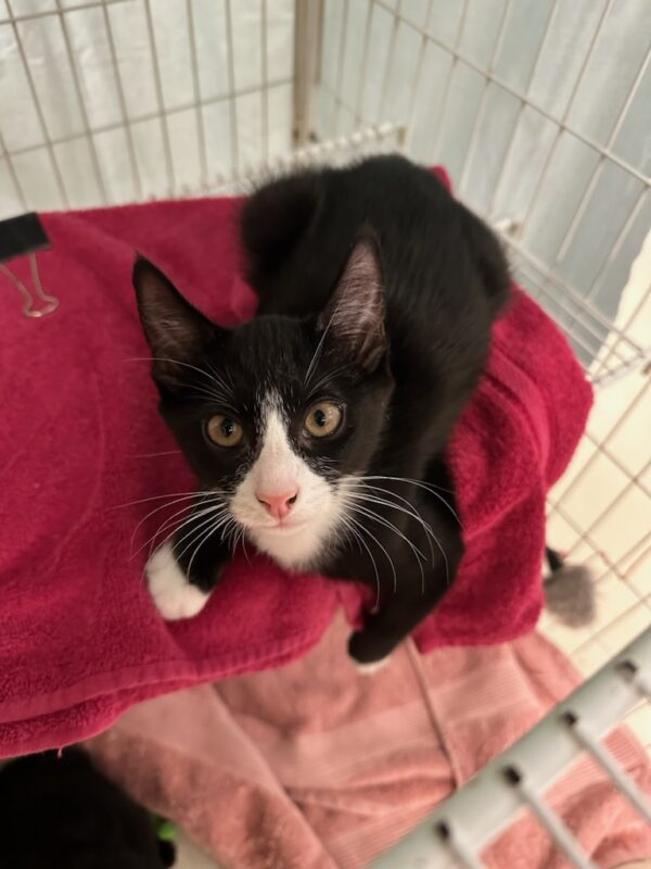 John - energetic kitten - Image 6