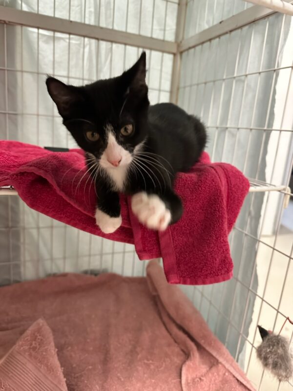 John - energetic kitten - Image 3