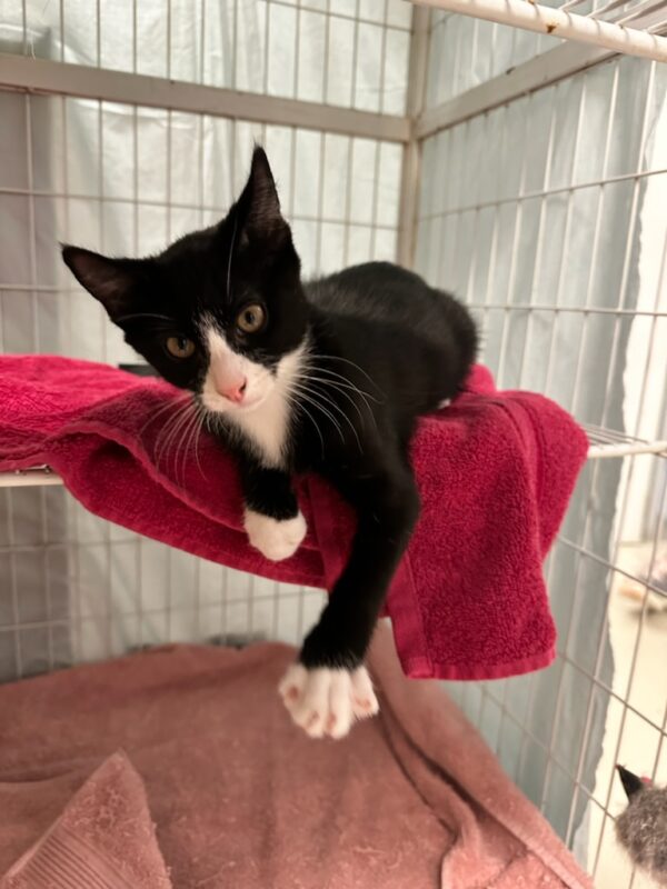 John - energetic kitten - Image 2