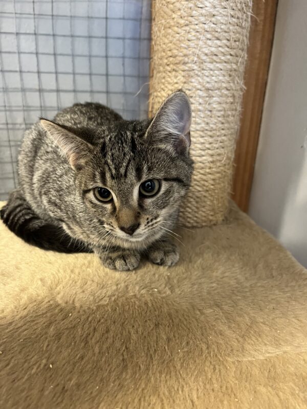 Dancer - adorable kitten - Image 5