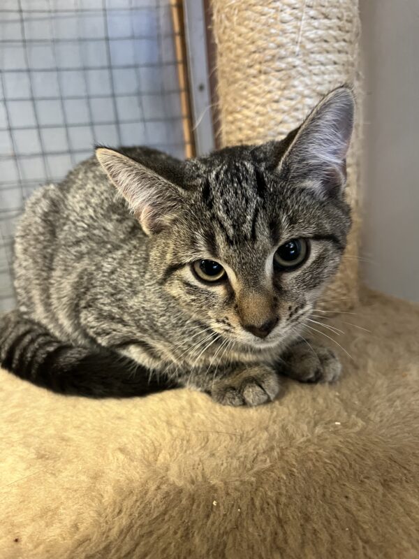 Dancer - adorable kitten - Image 2