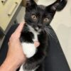 Denny - super affectionate and fun kitten - Image 3