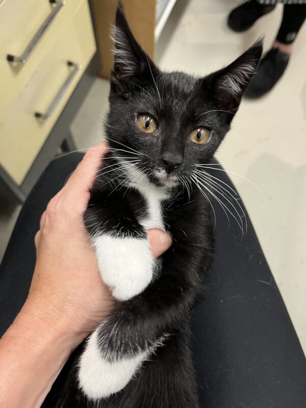 Denny - super affectionate and fun kitten - Image 3