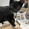 Denny - super affectionate and fun kitten - Image 2