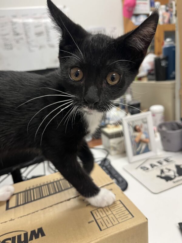 Denny - super affectionate and fun kitten - Image 2